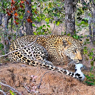 Amboseli